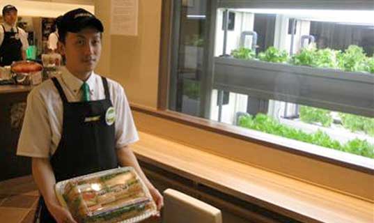 Buildings- Subway restuarant worker in Japan standing next to the in house produce of lettuce with the vertical farming method.