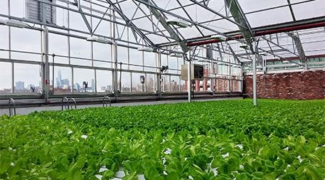 Buildings- Indoor farm producing lots of healthy greens in America.